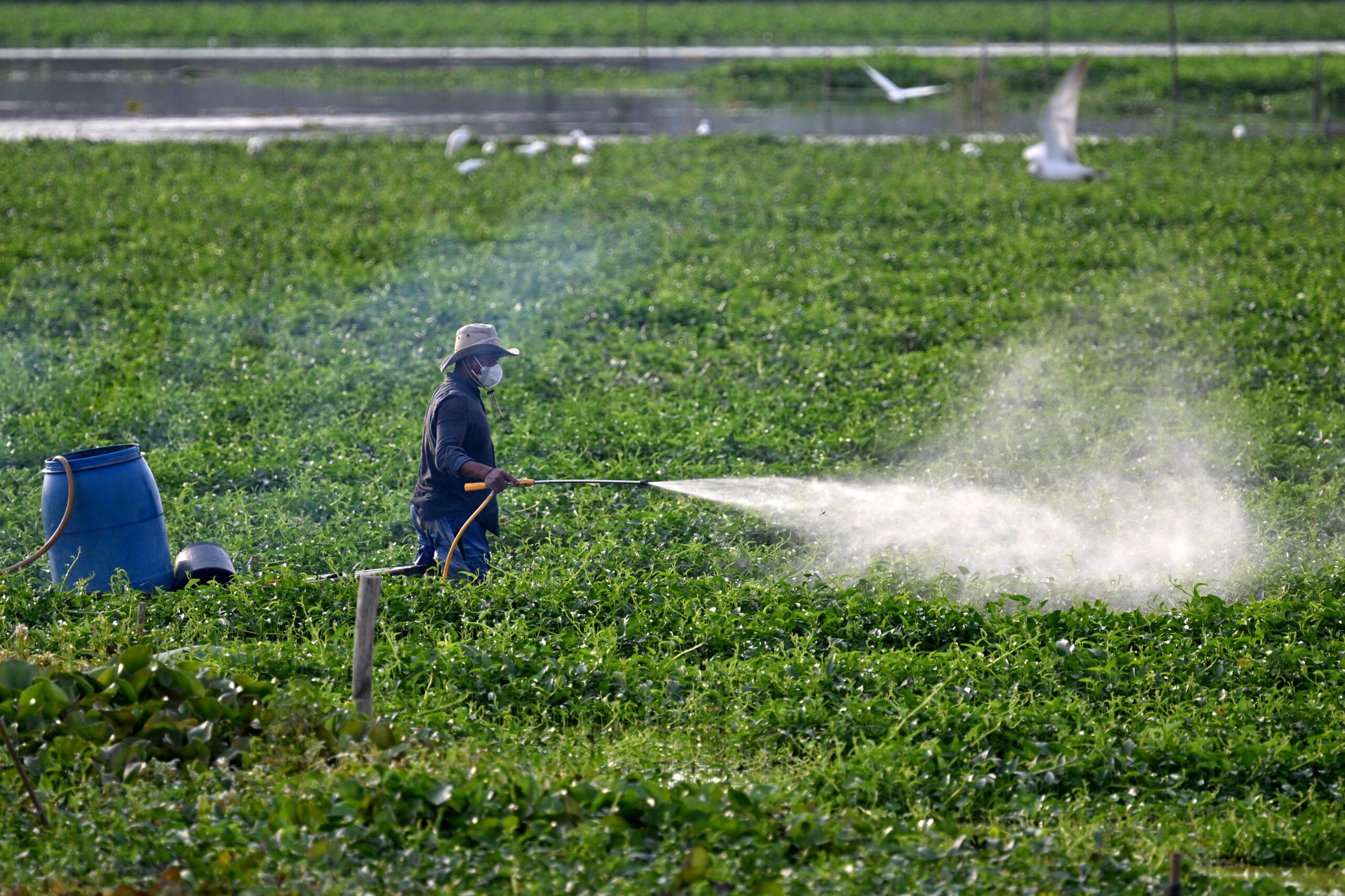 Why is the EU exporting banned pesticides to Africa?
