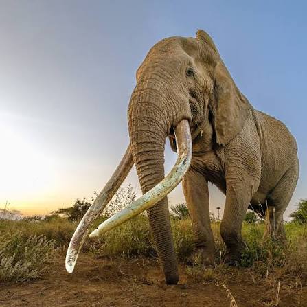 KWS announces death of iconic elephant Craig