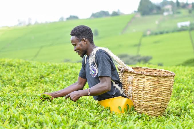 Iran slams Kenya over stalled KSh2.6 billion tea fraud probe