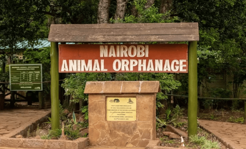 KWS dismisses Nairobi Park Forest destruction claims