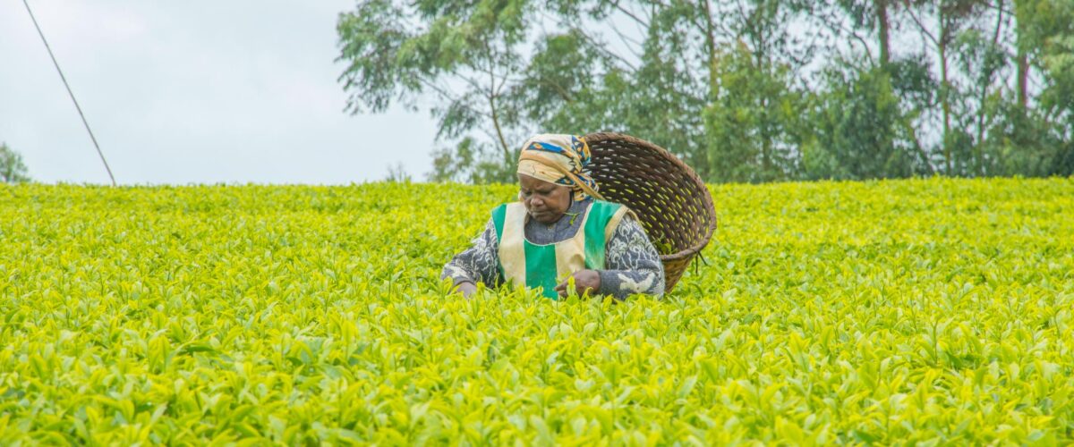 KTDA warns of tea sector crisis as fuel prices surge