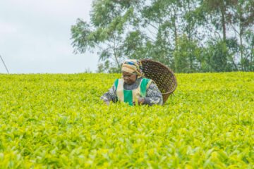 KTDA warns of tea sector crisis as fuel prices surge
