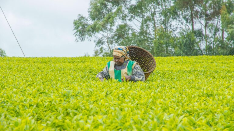 KTDA warns of tea sector crisis as fuel prices surge