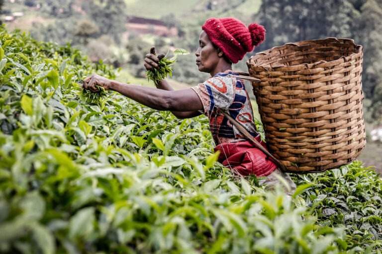 Kenya tea exports stall as Iran conflict disrupts shipping routes