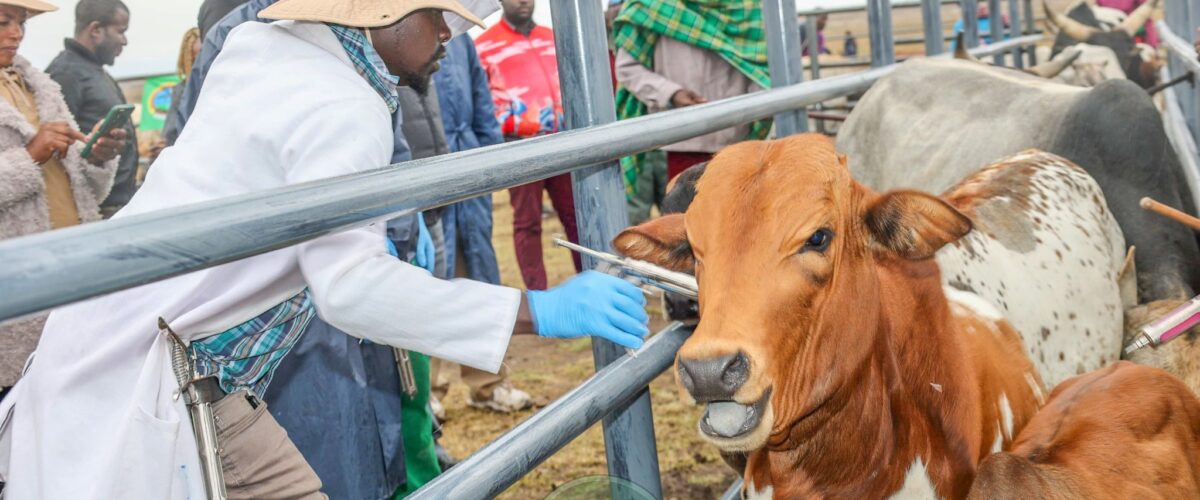 Kirinyaga rolls out digital livestock registration and vaccination