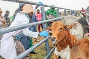 Kirinyaga rolls out digital livestock registration and vaccination