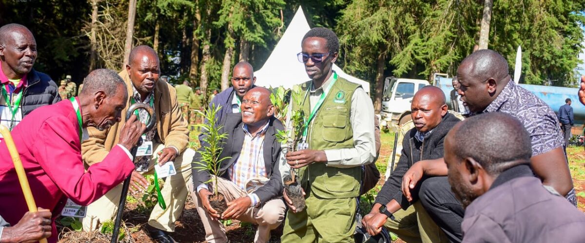 Kieni Forest sees major reforestation drive with 30,000 trees planted