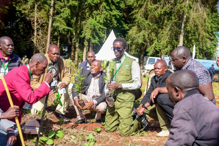 Kieni Forest sees major reforestation drive with 30,000 trees planted